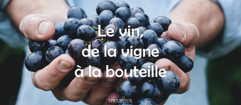 Le vin : De la vigne à la bouteille, l’Art de la vinification