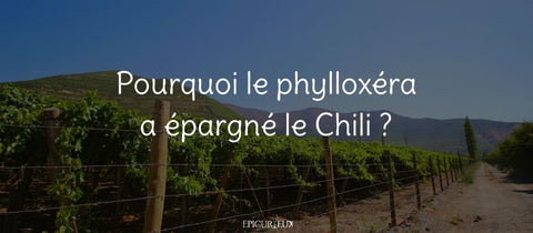 Vignoble au Chili au pied des montagnes