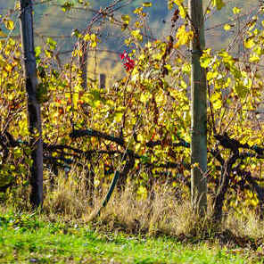 La Vigne Sauvage